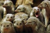 mongooses240